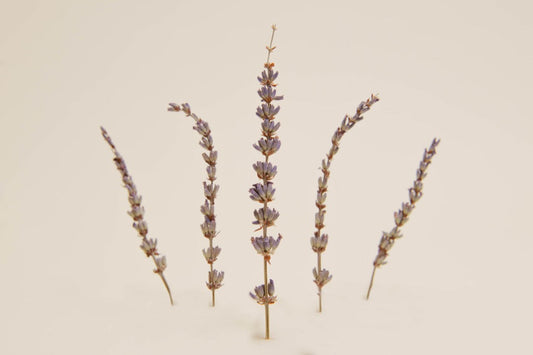 Lavender - Hand Cut